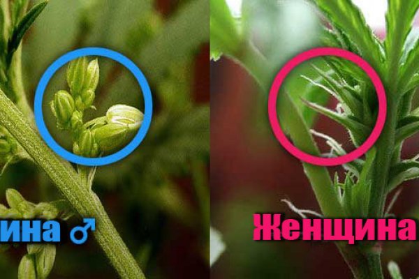 Кракен ссылка онлайн