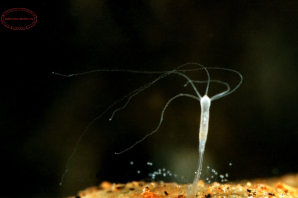 Kraken вход kraken torion
