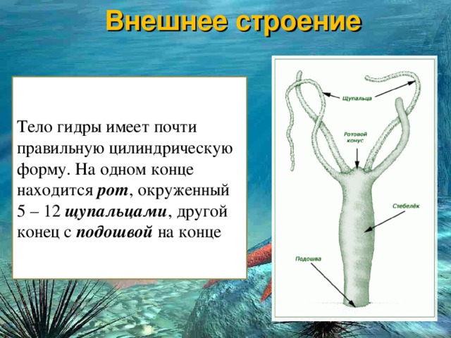 Кракен ссылка список